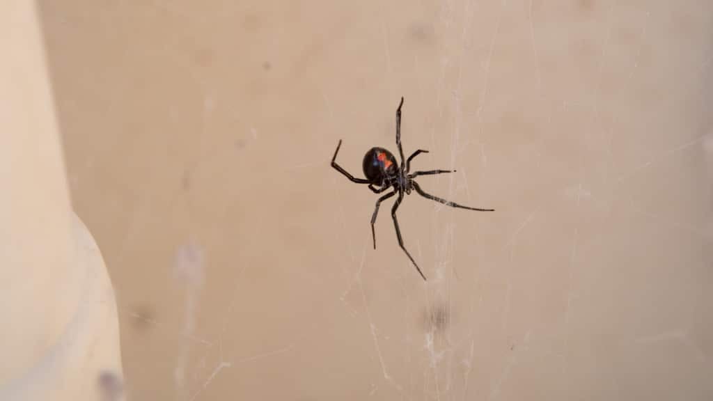 Black Widow