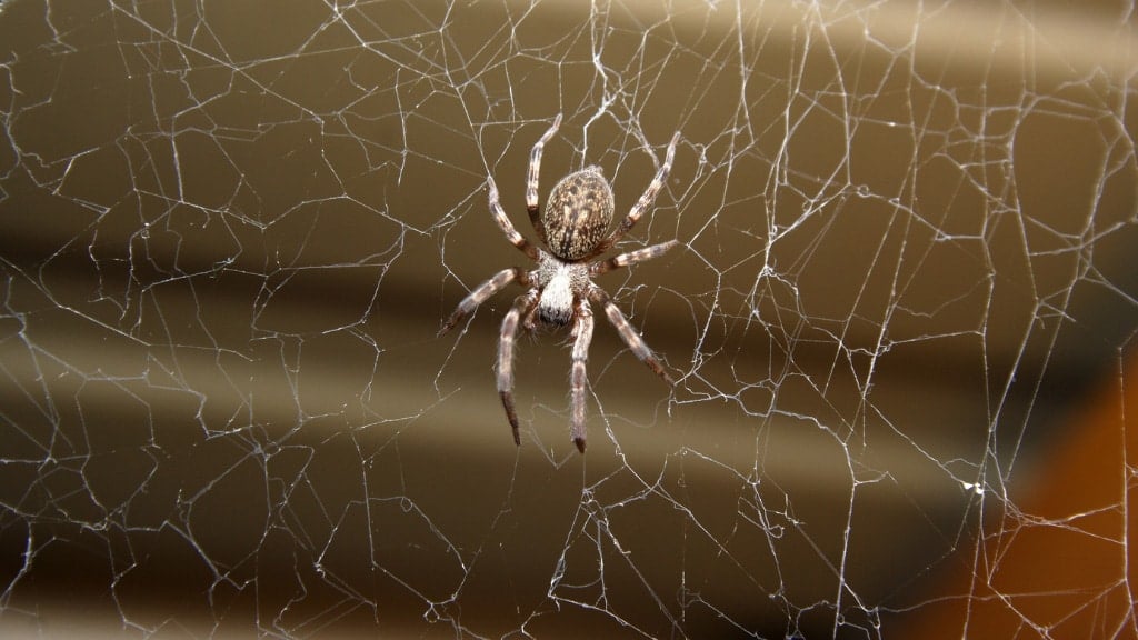 Grey House Spider