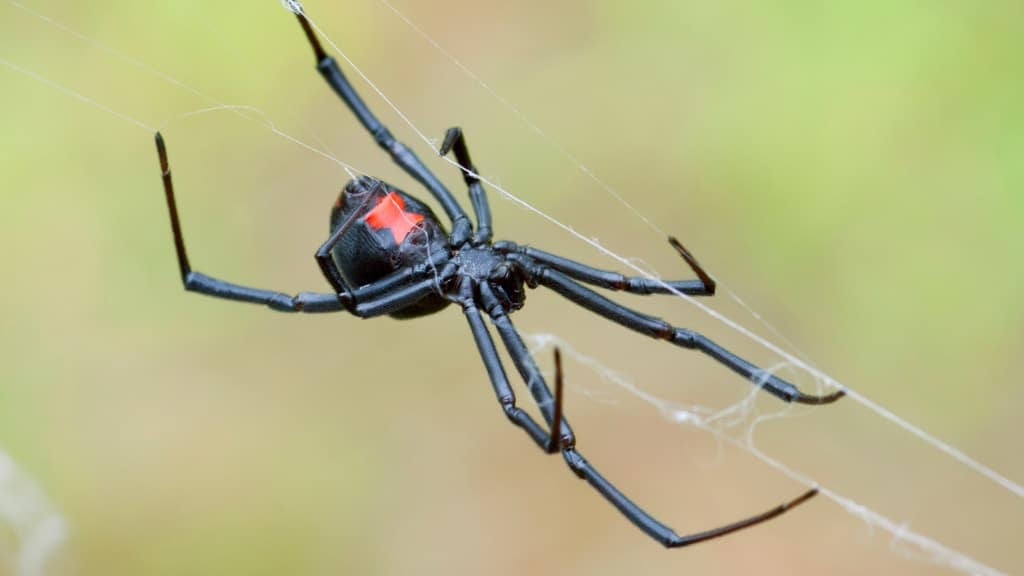 Black Widow