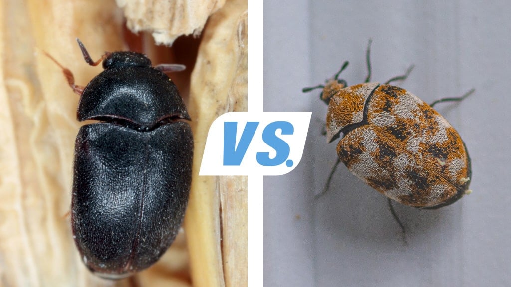 Black Carpet Beetle