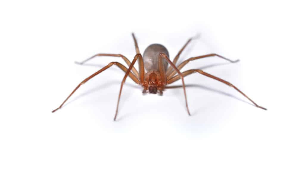 Brown Recluse