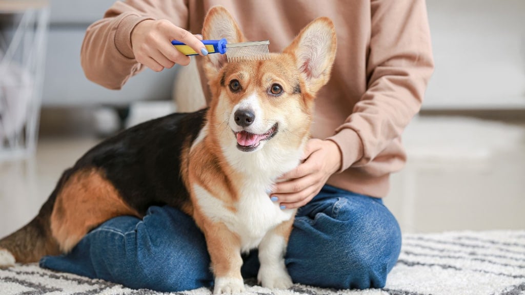 Pets and Pests