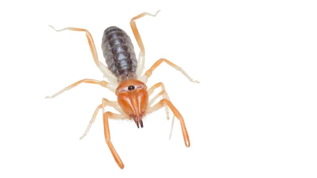 Camel Spider