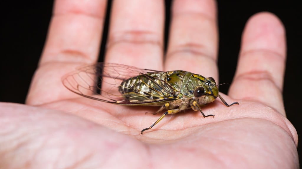 Cicada