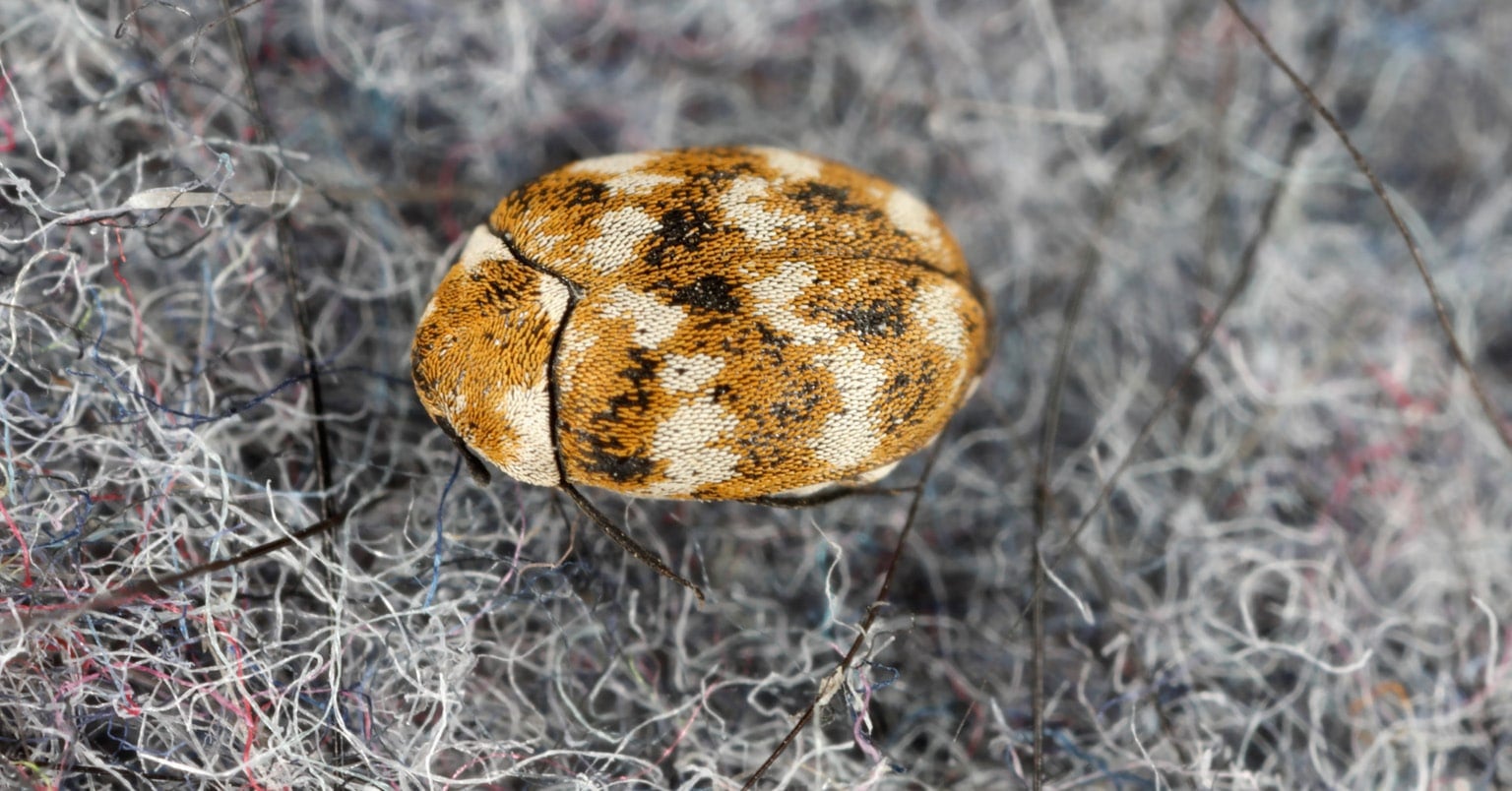 Carpet Beetle