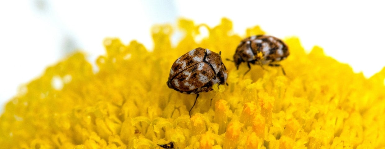 Carpet Beetle