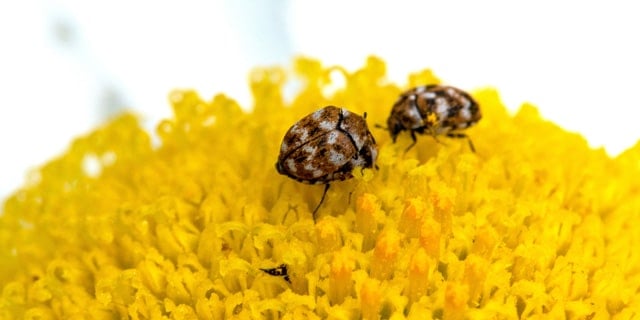 Carpet Beetle