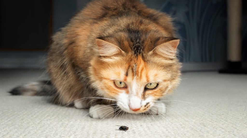 Pets and Pests