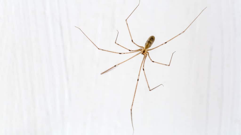 Cellar Spider