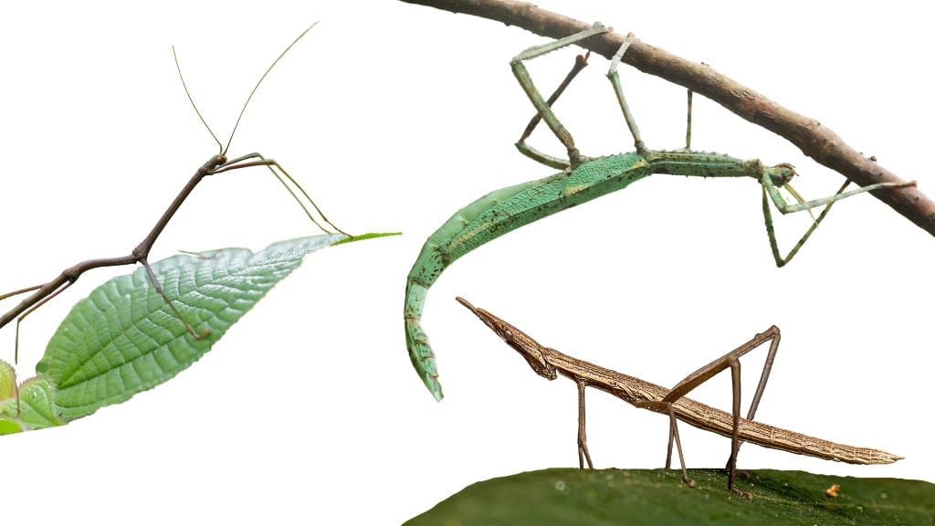 Stick Bug