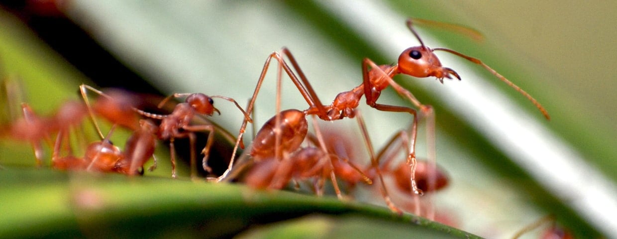 Common Ants