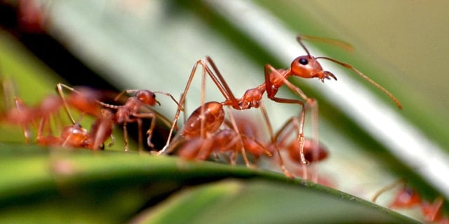 Common Ants