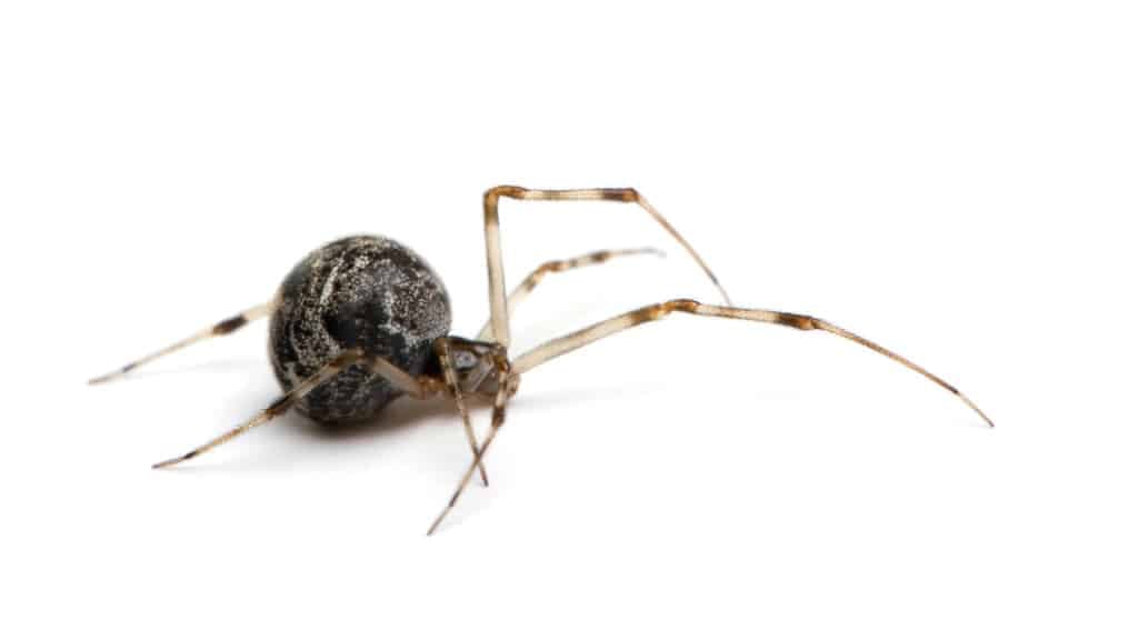 House Spider