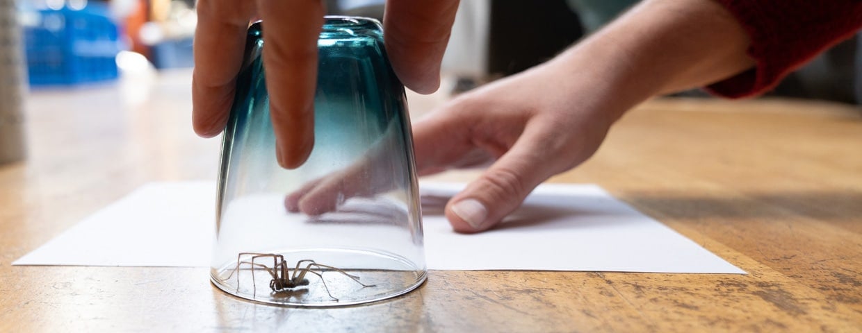Household Spiders