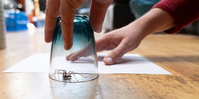 Household Spiders