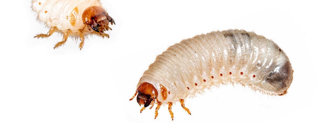 Grubs