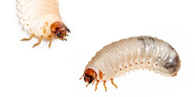 Grubs