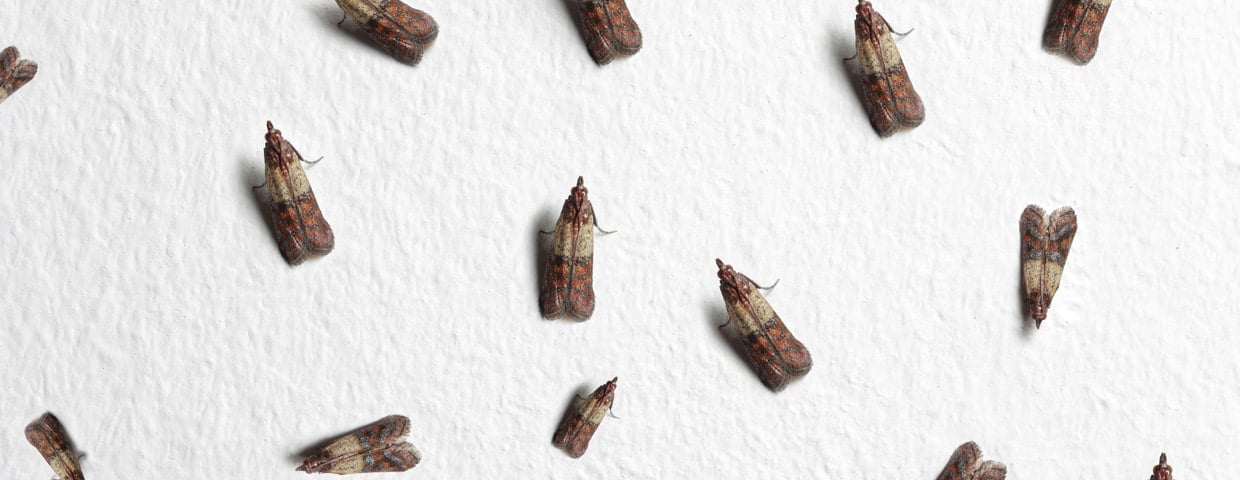 Pantry Moths
