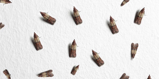 Pantry Moths