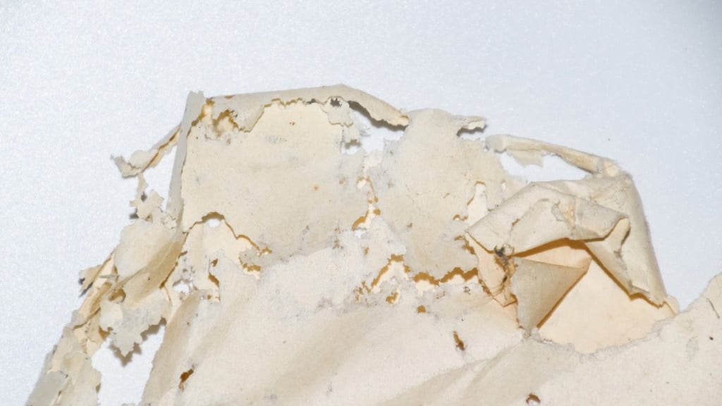 closeup of damaged fabric or paper caused by pests in the home