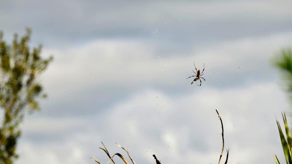 Banana Spider