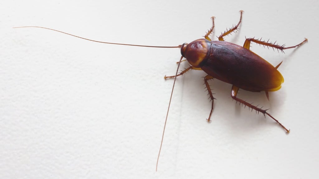 Cockroach