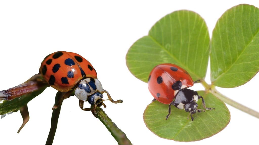 Asian Beetle