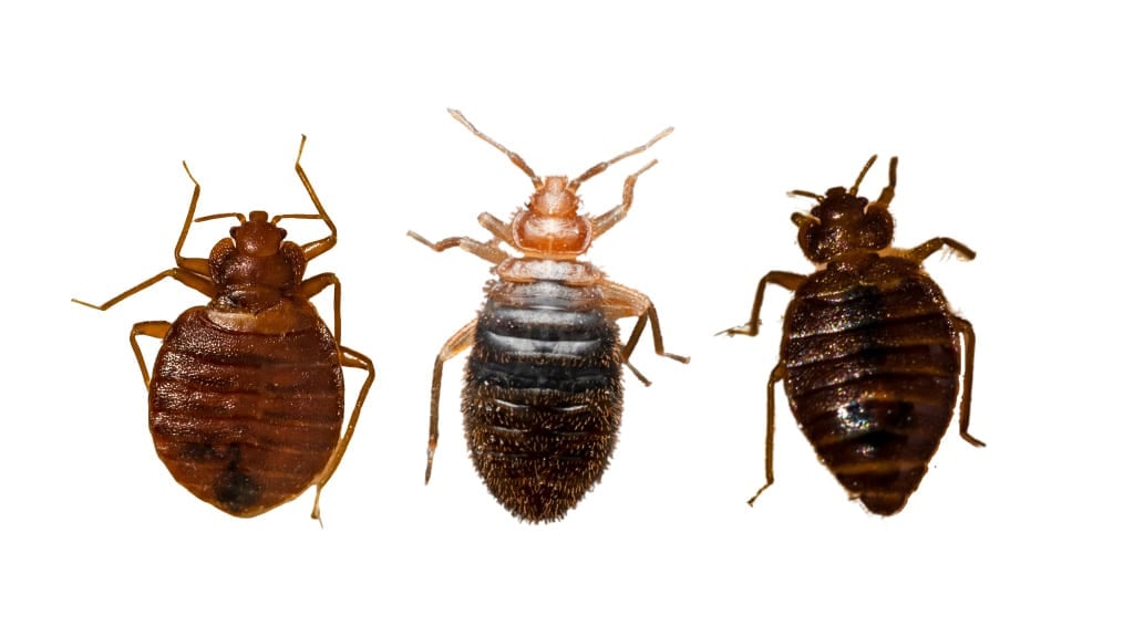 closeup of different types of bedbugs on white background