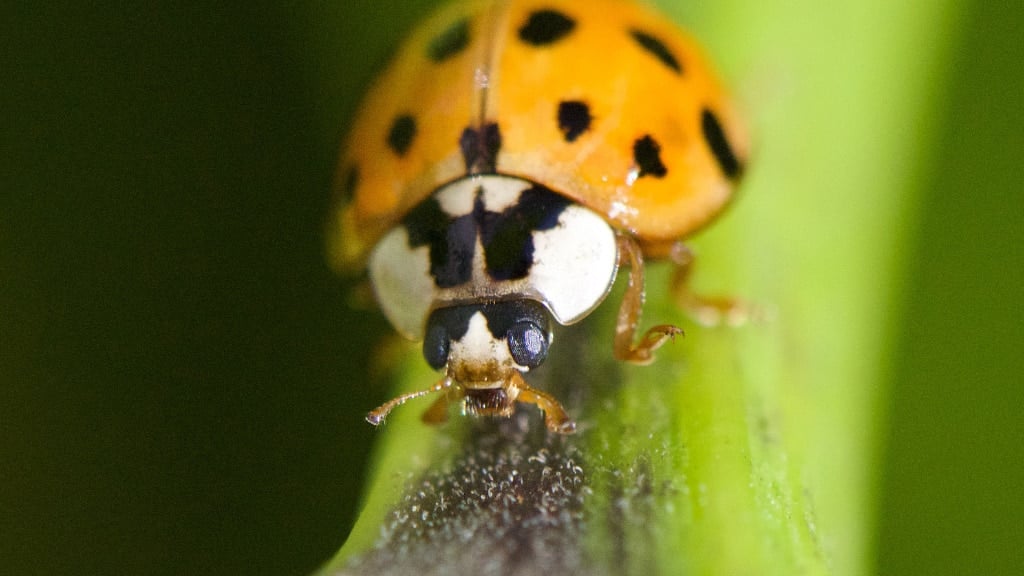 Asian Beetle