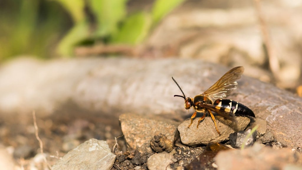 Cicada Killer