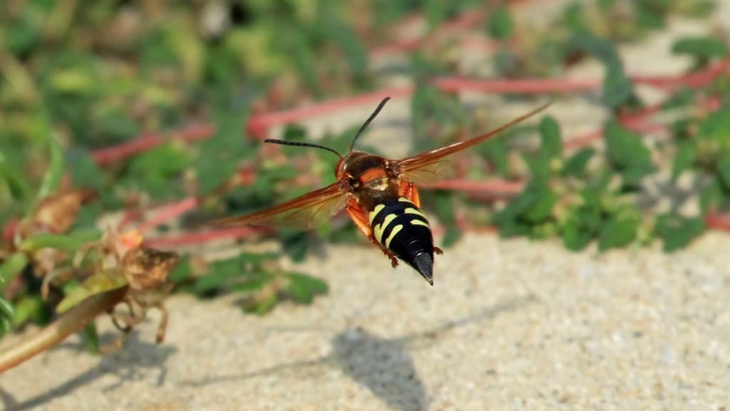 Cicada Killer