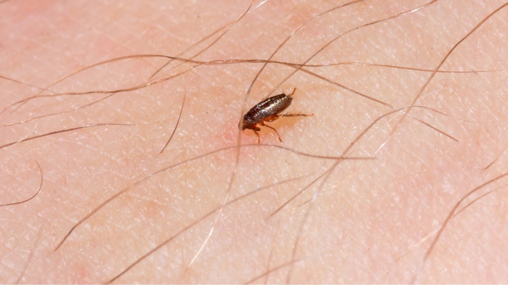 Fleas