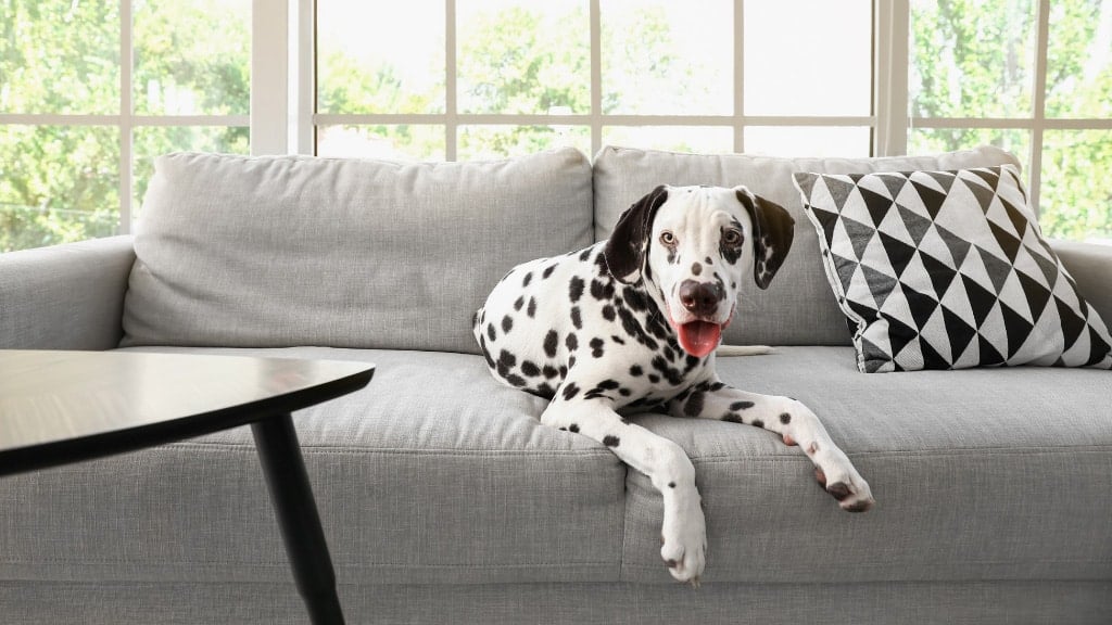 Pets and Pests