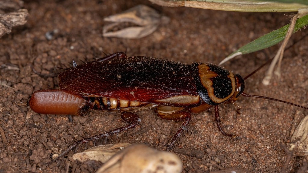 Cockroach