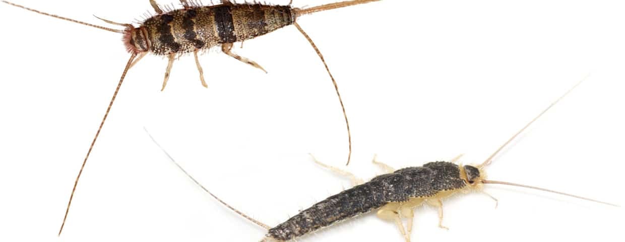 Silverfish vs Firebrats