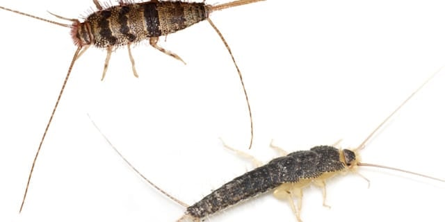 Silverfish vs Firebrats