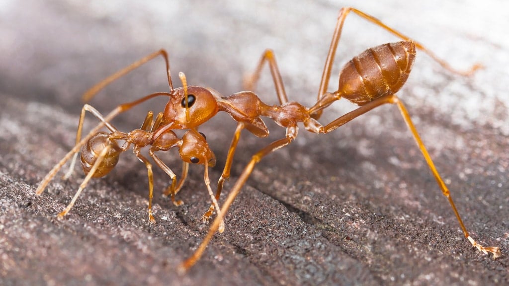 Fire Ant