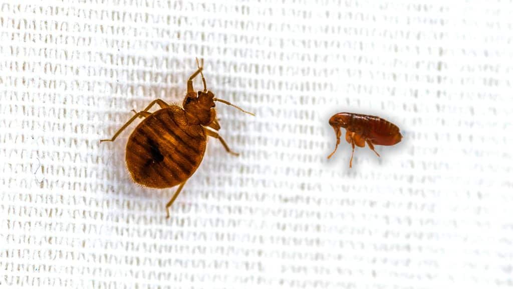 Fleas