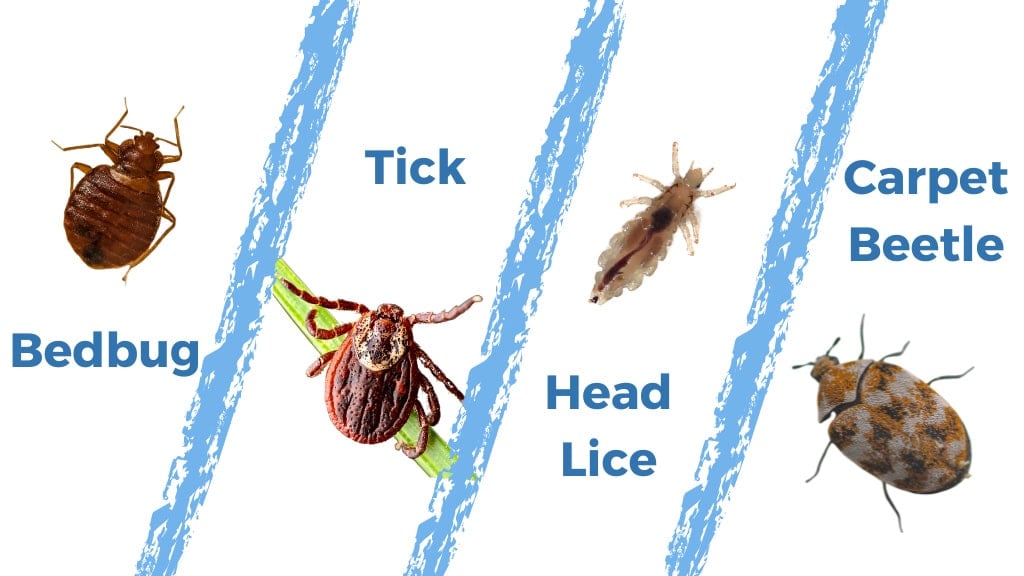 Fleas