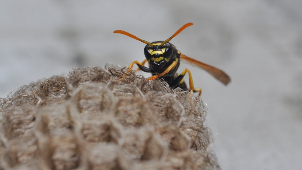Wasps