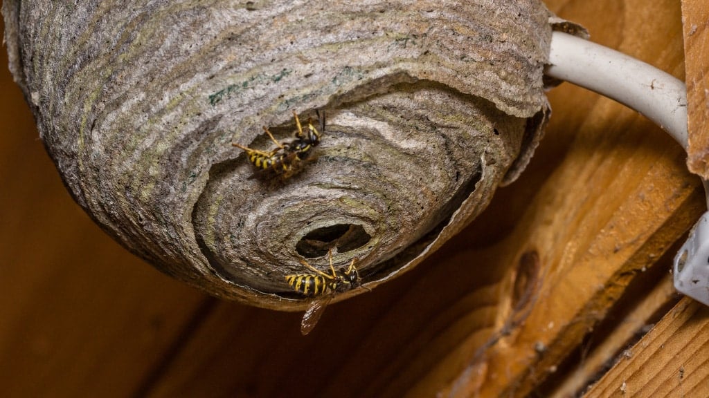 Wasps