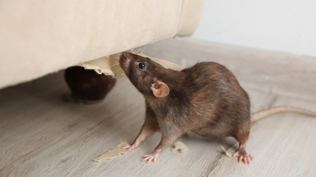 Rodent