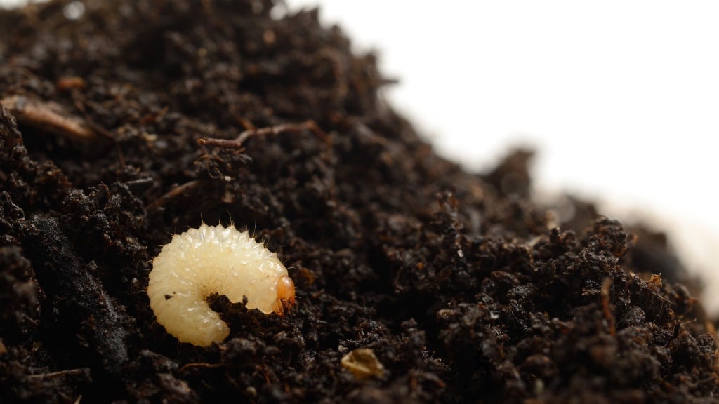 Grubs