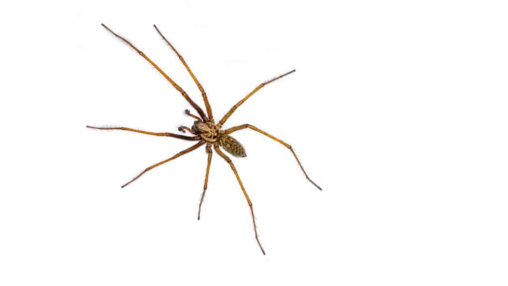 Hobo Spider