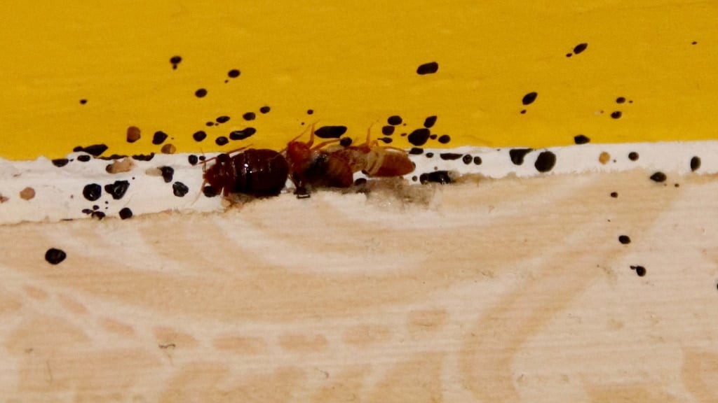 Bedbugs