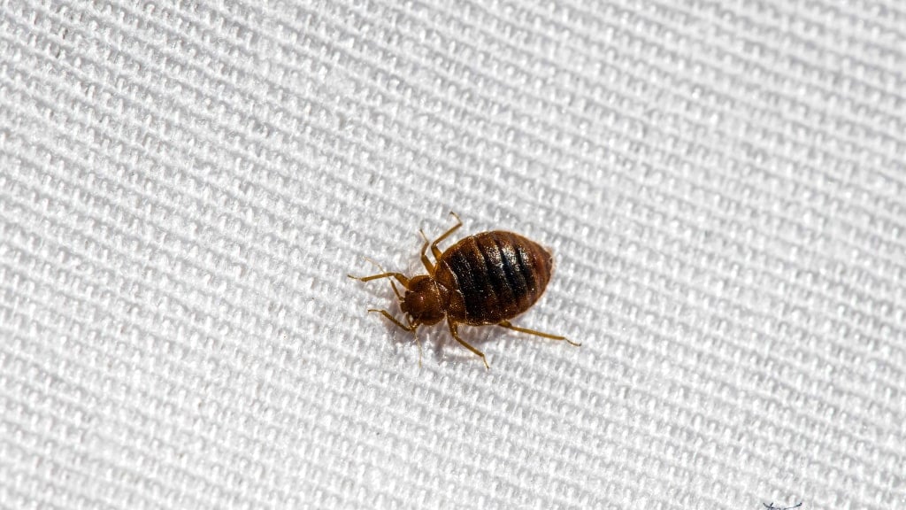 Bedbugs