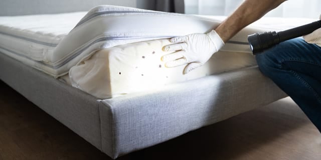 Bedbugs