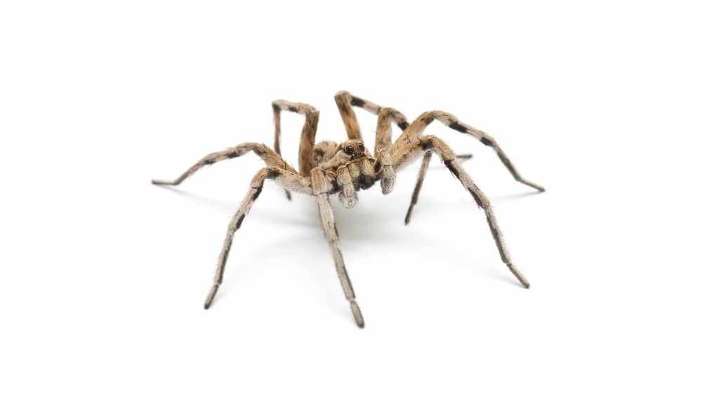 Spider
