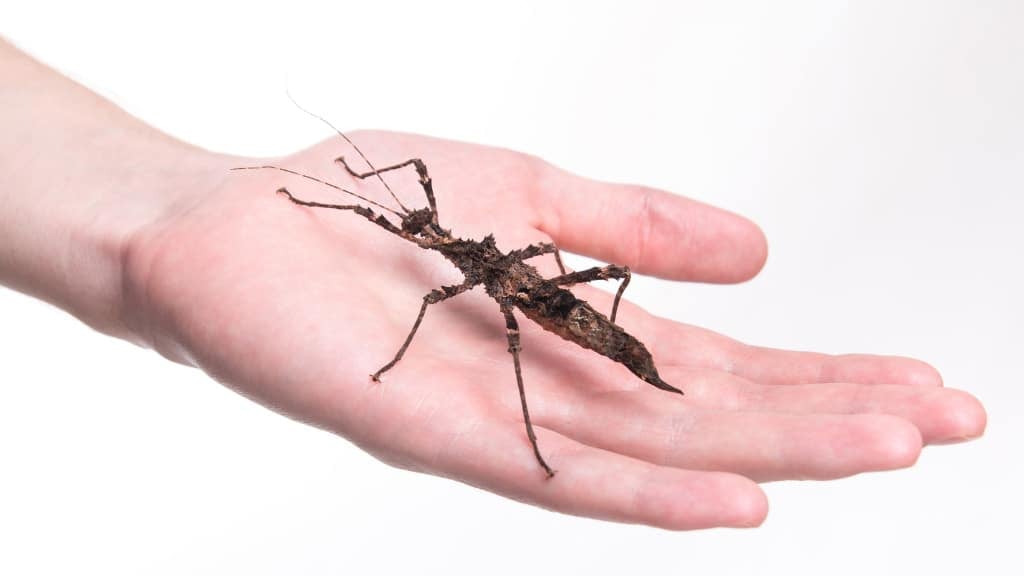 Stick Bug