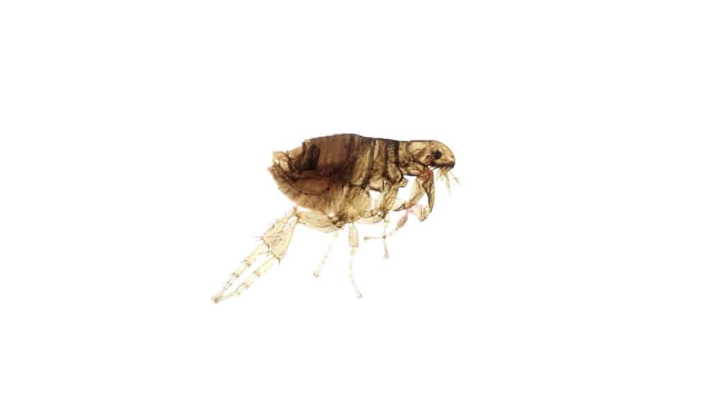 Fleas